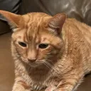 kappers_03