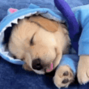 avatar annadoclosett