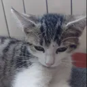 chinesecatspeak
