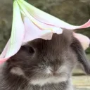 sunnyflops