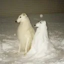 oceynrl