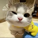peww8800