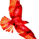redfalconart0054
