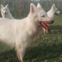 estropajotopajo