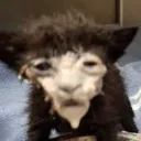 jinxiepoo_