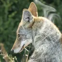 canis.carnivora