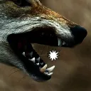 canis.carnivora