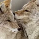 canis.carnivora