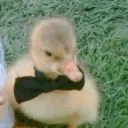 .ducky.2