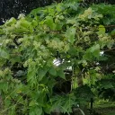 nelson03420