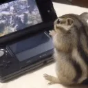 vexxyraccoon