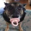 petfrogee