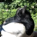 virtualpenumbra