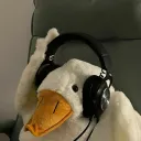 ducky_302