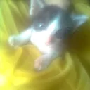 Image for noobdog667