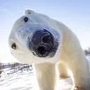 polar