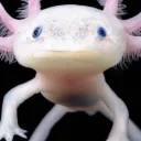 danifusion
