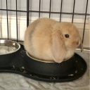 avatar goobie snoobert