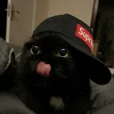 haselnature's avatar