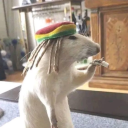 avatar kabootarbaaz rayan