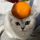noedayo