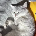 noedayo