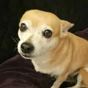 cuteapoot
