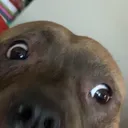 urmomsboxeater