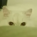 sunnyqu16