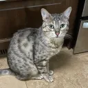 leocakes