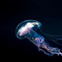 jellylarper