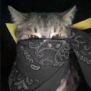 Discord Avatar