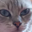 septyfn_