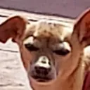 merrydingoes