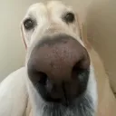 snftyyrust