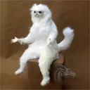 canigonow