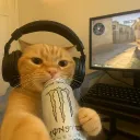 prestonsunny