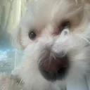 baboobababoo_1