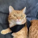 soshywoshy