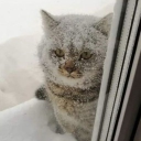 avatar Ян-яныч