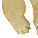 swolearm9000