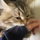 418imacatpot