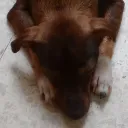 zorrilo197