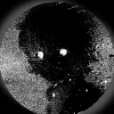 wise_beagle_28332