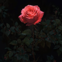 avatar ! !                   𝔽𝕆𝕏𝕀𝕀