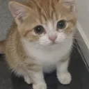 scubaifu