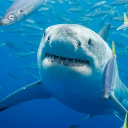 Sharky