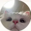 clexoo_