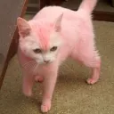 xsaysir
