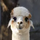 thomasjoli